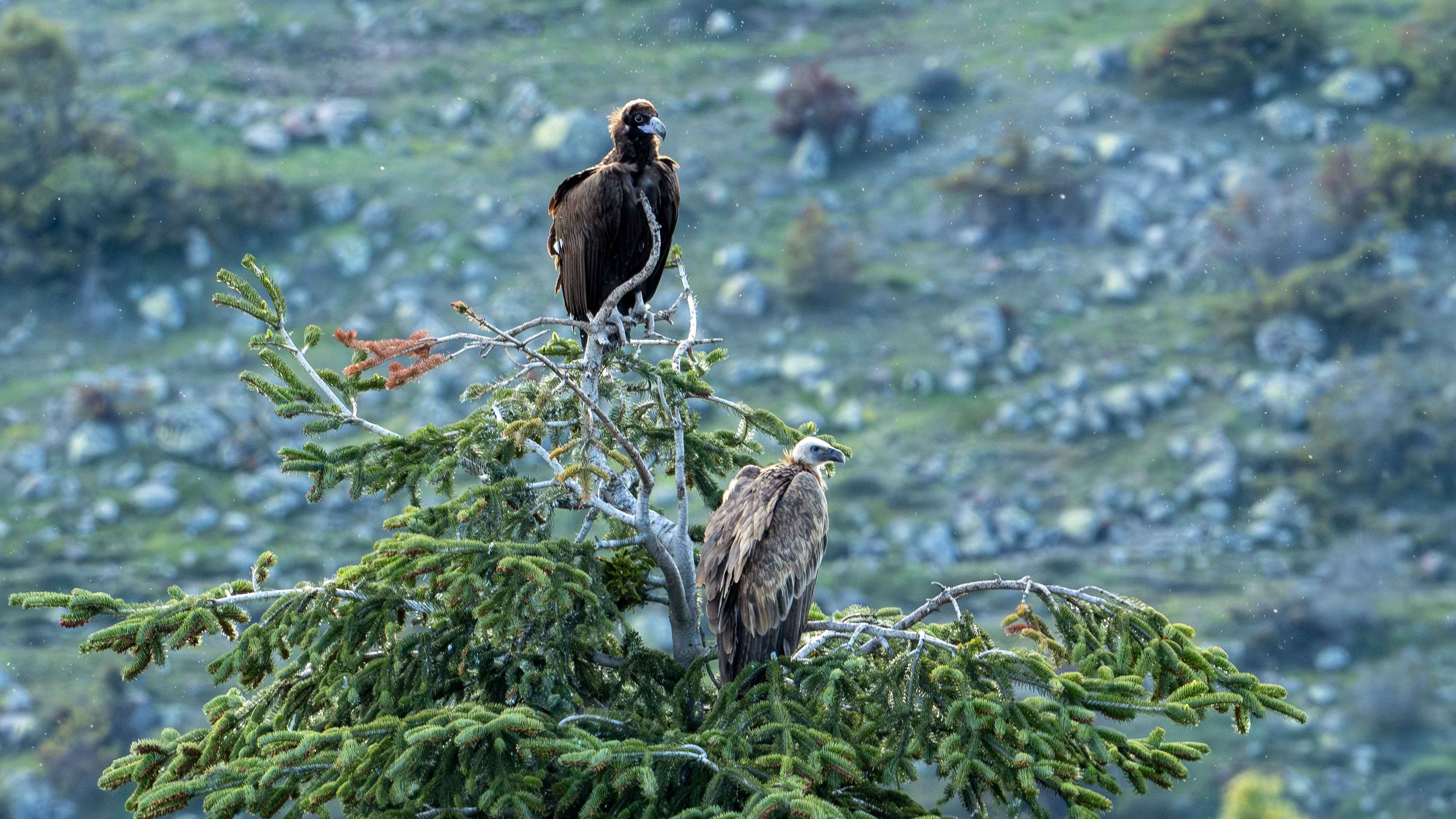 Eurasian Griffon